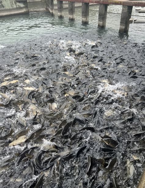 養魚虎|山口養魚場